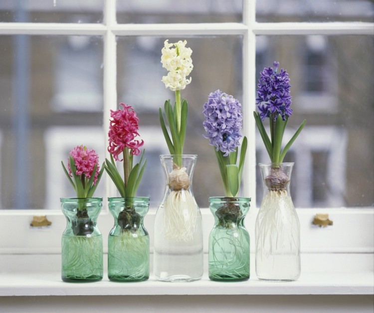 Hyacint i glas som dekoration för vår och påsk