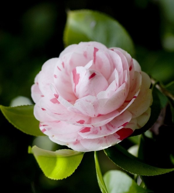 Camellia som krukväxt - föredrar luftfuktighet