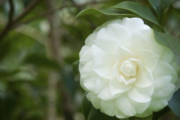 Camellia i blom - som krukväxter om vårdtips för hobbyträdgårdsmästare