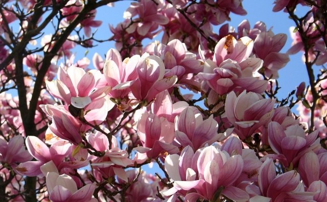 Magnolia som en husväxt uppdaterar vackert inredningen