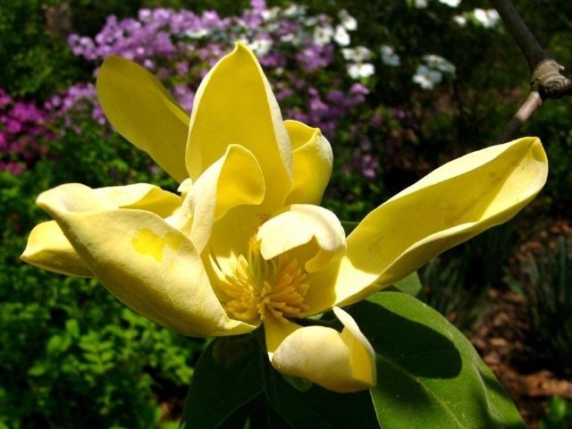 Magnolia blomma i öst kallas gula kronblad