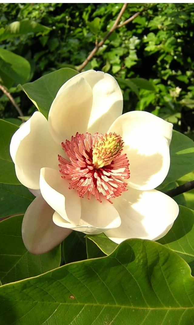 Magnolia som krukväxt, vit färg, vackert doftande