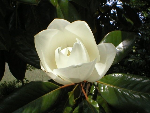 Magnolia som krukväxt vita blommor av olika sorter