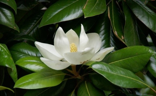Magnolia som en krukväxtblomma vackert romantisk och känslig