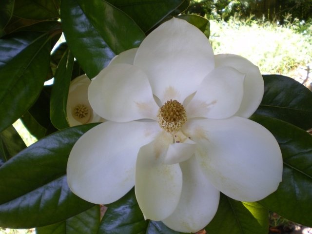 Magnolia krukväxt vintergröna eller tidigt blommande trädgårdsrum