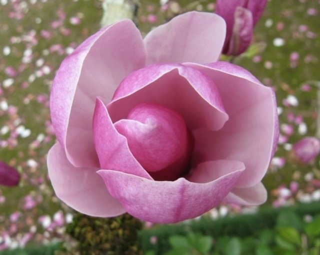 Magnolia som en krukväxtblommform, storblommig, rosa-doftande