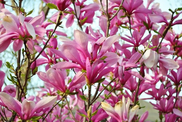 Magnolia som krukväxt legendarisk art ordentlig vård