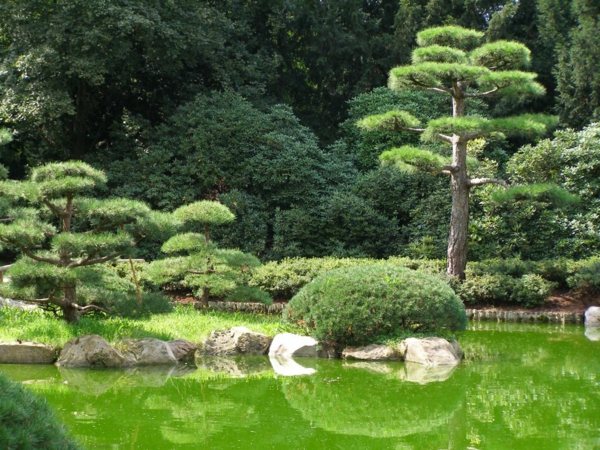 Harmoni i den japanska trädgården