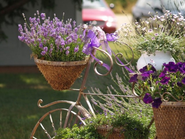 lavendel dekoration trädgård cykel blomkrukor