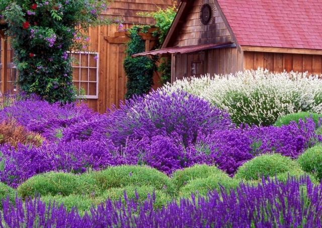 lavendel trädgård buske vård romantisk