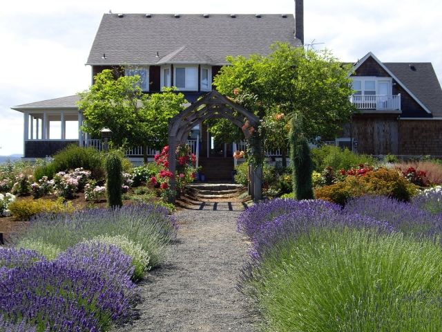 lavendel buske gångväg hus hus lusthus