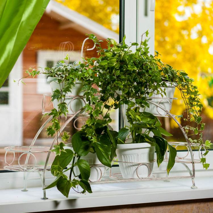 Krukväxter ivy ivy hängande växt fönsterbrädan
