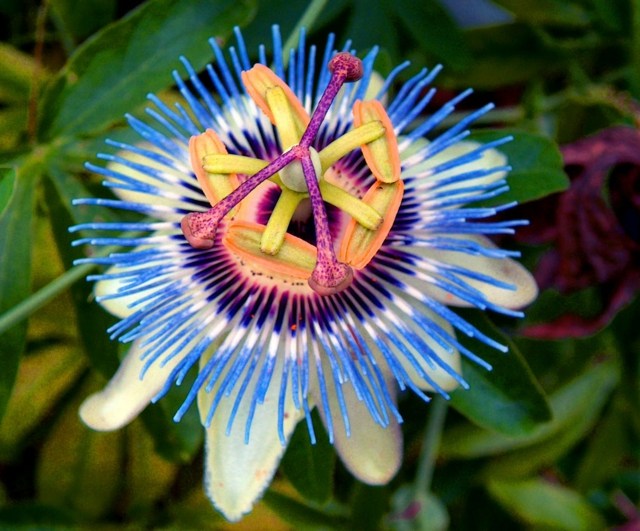 vackra blommor husväxter blå gul lila