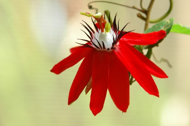 Passionsblomma Passiflora släktet röda blommor