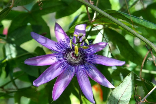 Växter passionsblomma vackra foton lila färg