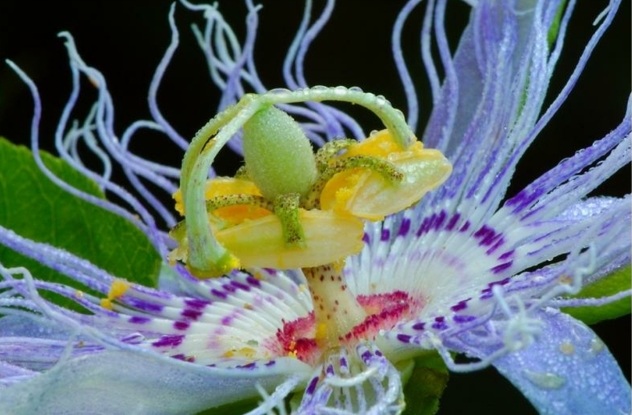 stora blommor krukväxter vård tips nybörjare