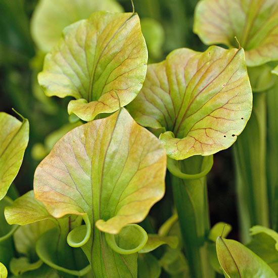 växter vatten trädgård blommor för plantering kruka växt