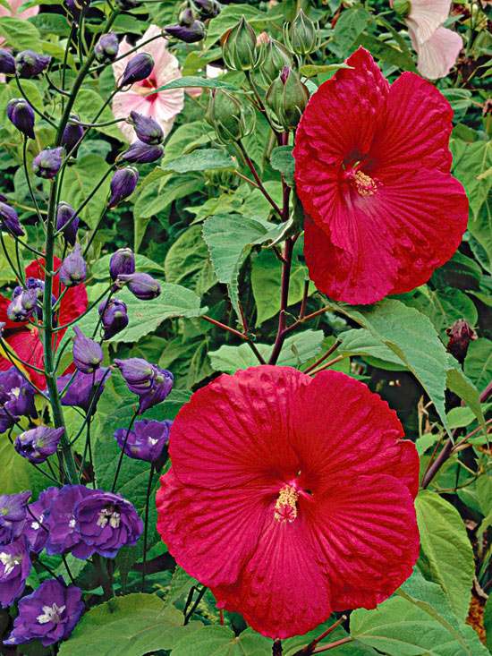 växter för vatten trädgårdsblommor för plantering av evig hibiskus