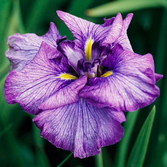 växter vatten trädgård blommor för plantering japanska iris