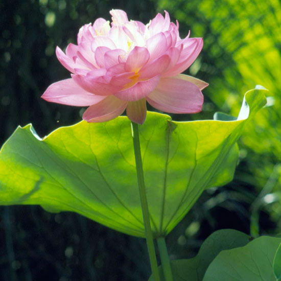 plantera vatten trädgård blommor för plantering lotus