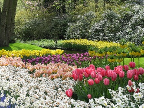 semestermål vår i holland botaniska trädgård