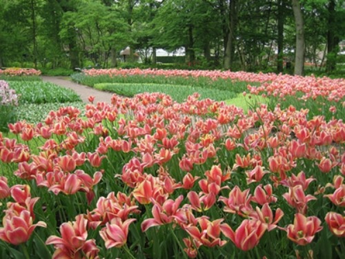 semestermål på våren i holland keukenhof trädgård