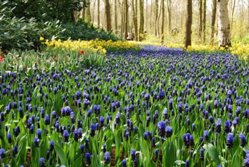 semestermål våren i holland olika typer av blommor