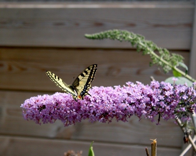 Fjärilbusken blommar hela sommaren