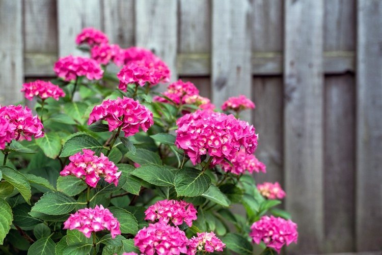 rosa blommande hortensia på sommaren