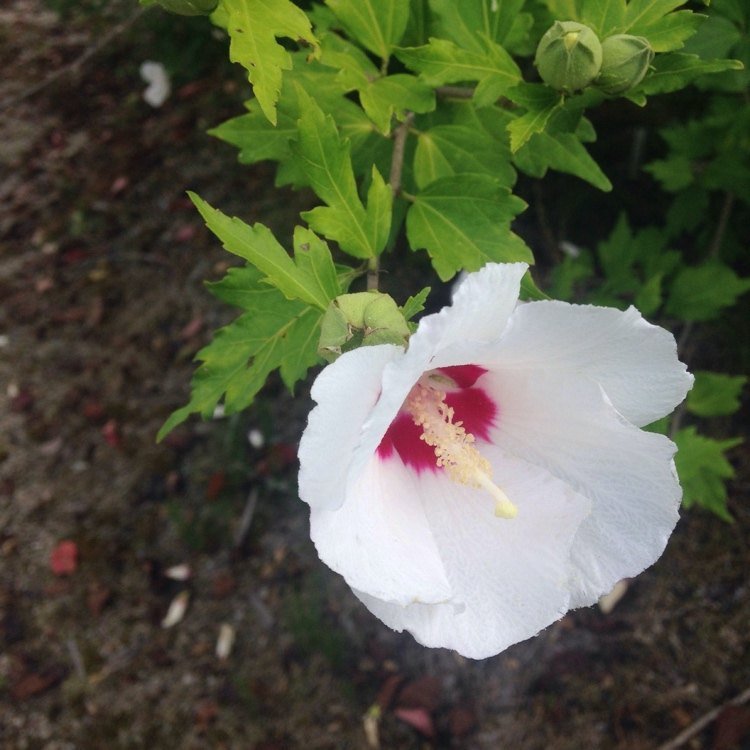 Hibiscus syriacus 'Red Heart' har vita blommor med ett rött centrum