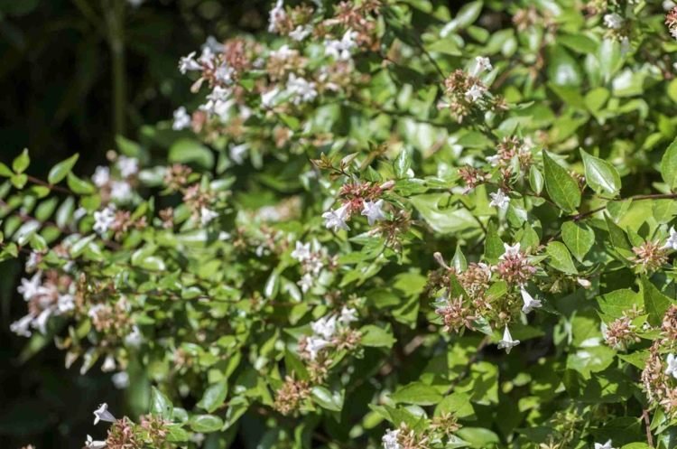 blommande buskar sommar
