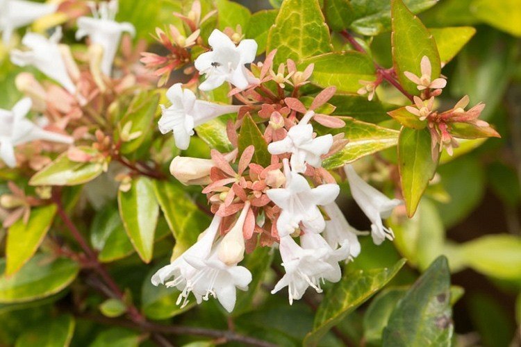 Abelie - busken blommar i många veckor på sommaren