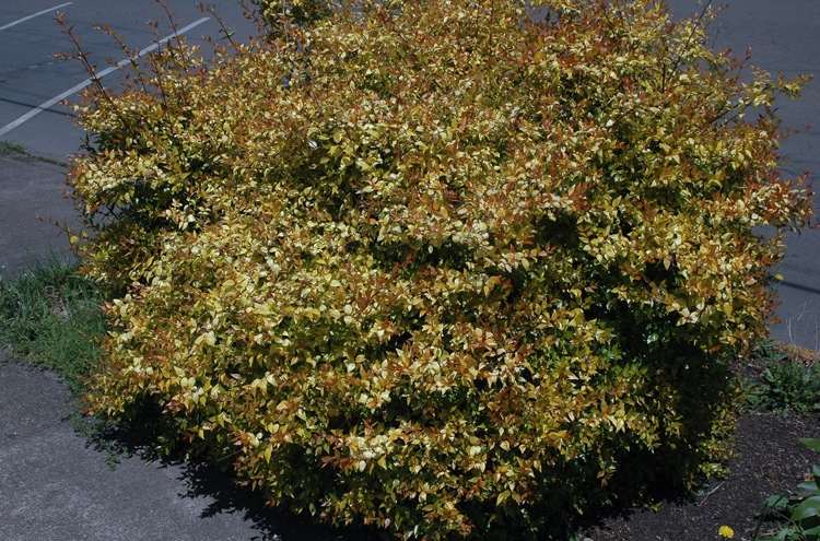 Busken har gulgrönt lövverk och bildar ljusrosa blommor från juli
