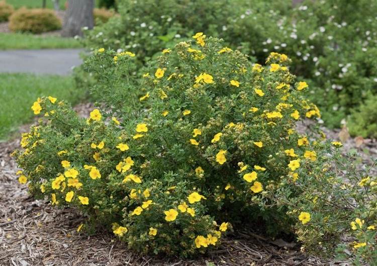 gulblommande liten buske med blomningstid sommar