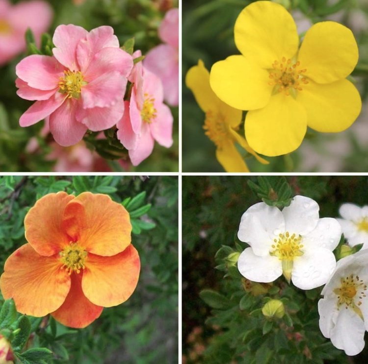 Fingerbuske har en lång blomningstid på sommaren