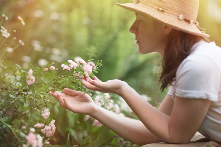 Buskrosor med lång blomningstid på sommaren