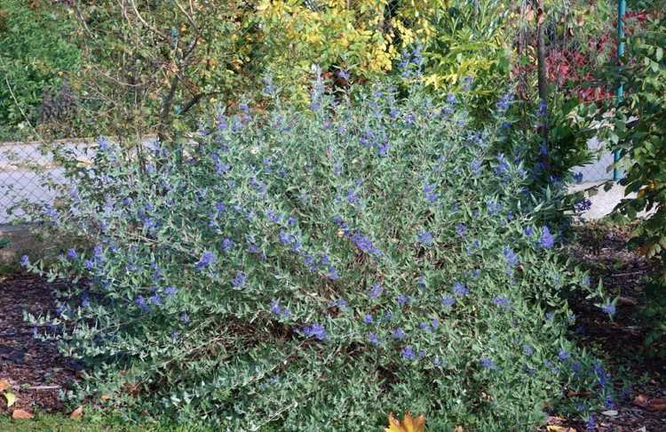 blå blommande buske på sommaren
