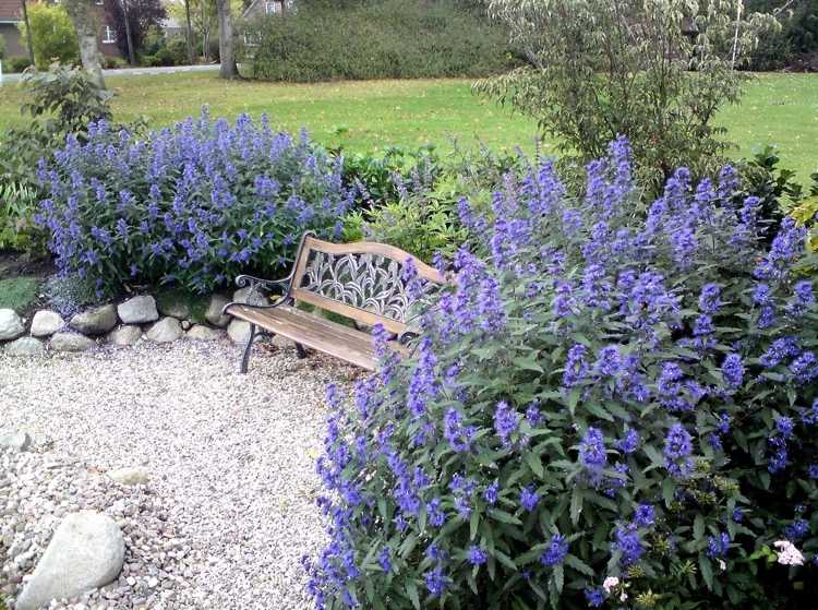 Skäggblomman är en buske som blommar hela sommaren