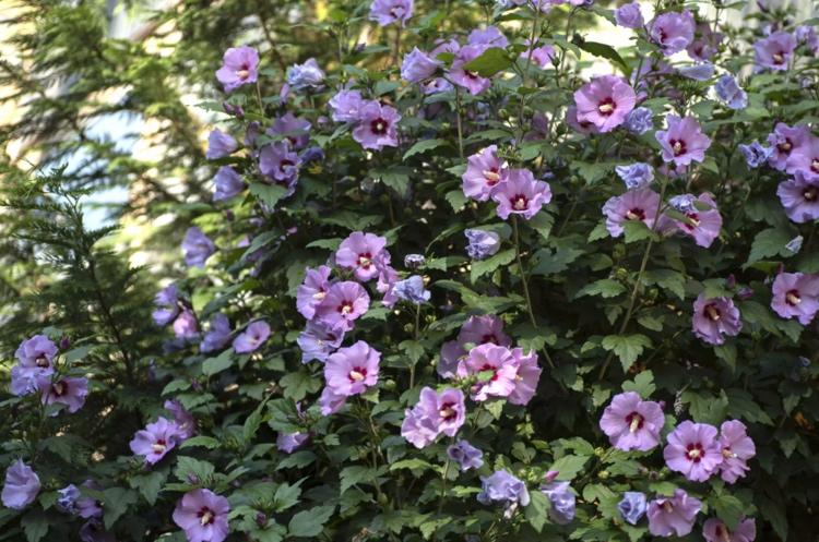 Hibiscus syriacus förtrollar med sina blommor från juli till långt in på hösten