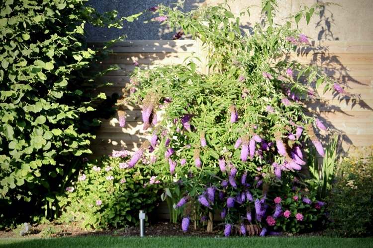 Buddleia är en långblommande buske