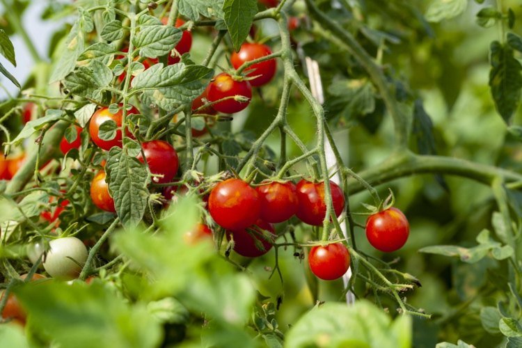 varför inte lägga tomatblad på komposten