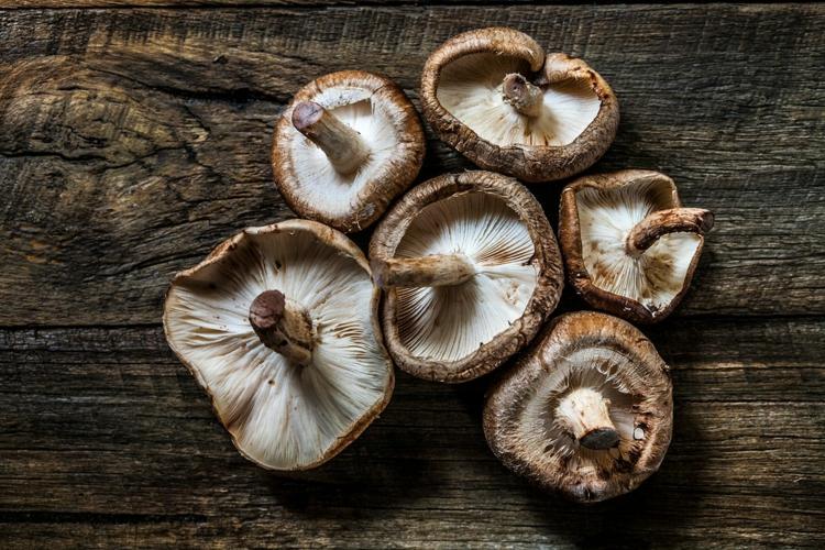 shiitakesvampar ätbara färska hälsosamma värdefulla ingredienser