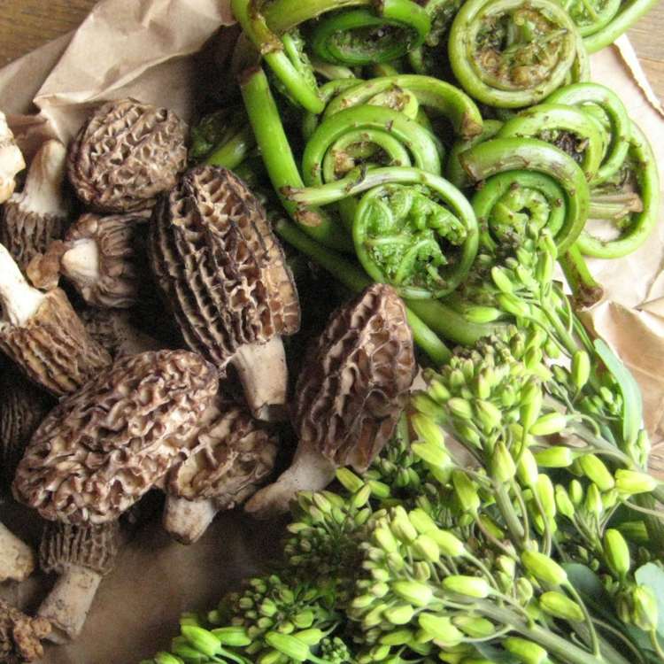 morels ätliga svampar skogssvamp honungskaka-liknande preparat