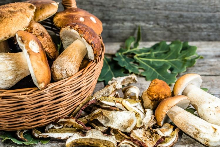 känna igen ätliga svampar porcini svampar med låg kalorihalt och mycket fiber