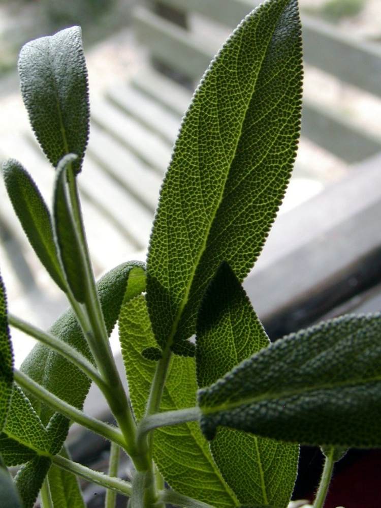 Salvia lämnar rök naturläkemedel mot myggor