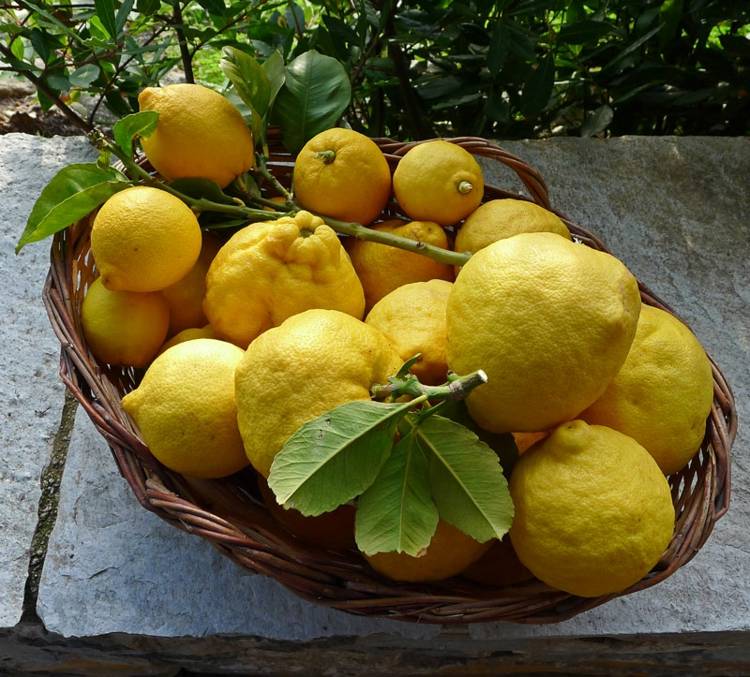 citron doft hem botemedel mot mygg lindrar klåda