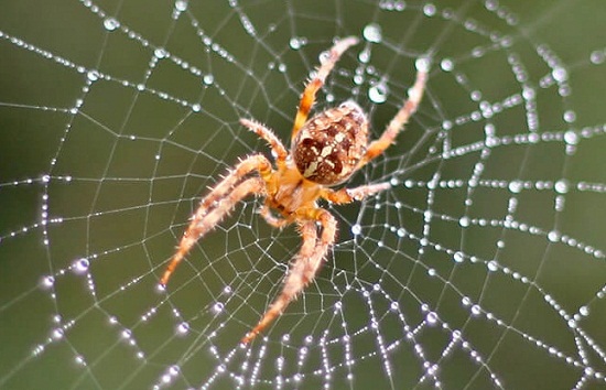 είδη αράχνων στον κόσμο
