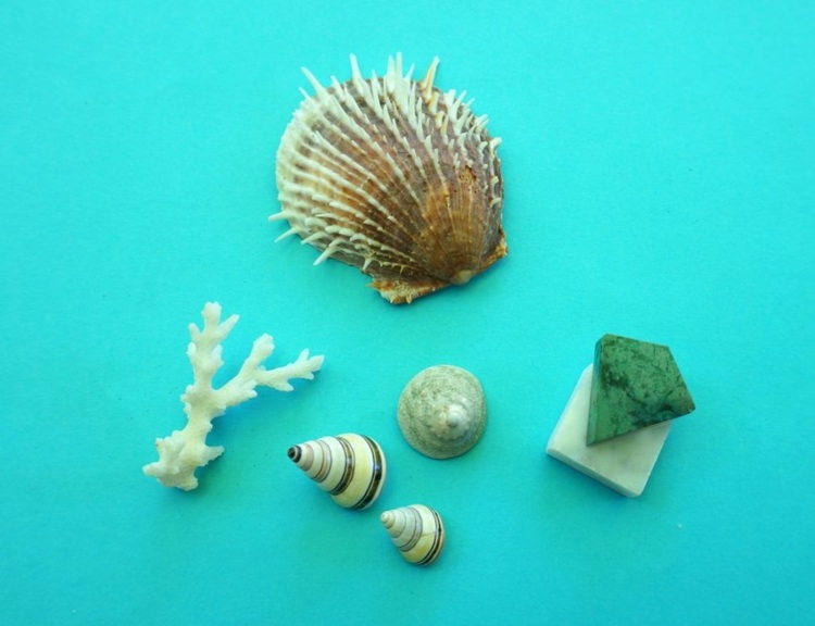 terrariumväxt DIY instruktionsprojektmaterial musselsniglar korallstenar