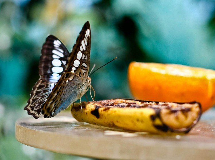 Locka fjärilar med bananskal