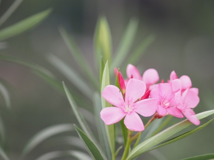 Oleander som krukväxt i trädgården Vård och tips om befruktning
